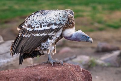 Vulture 2.jpg