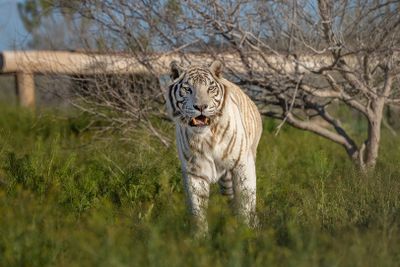 White Tiger 1.jpg