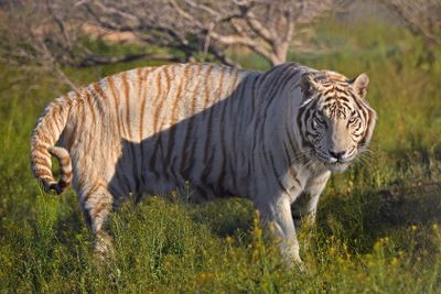 White Tiger 2.jpg
