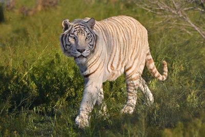 White Tiger 3.jpg