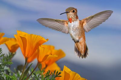 Hummingbirds 2024