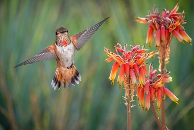 Allen's Hummingbird (adolescent) against Aloe Camperi Blossoms.jpg