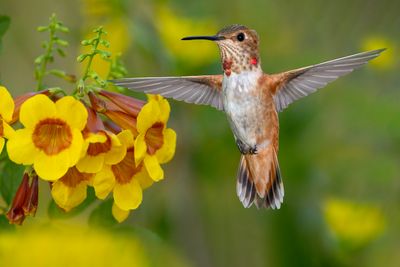 Allen's Hummingbird (adolescent) and Sparky Tecoma Blossoms.jpg