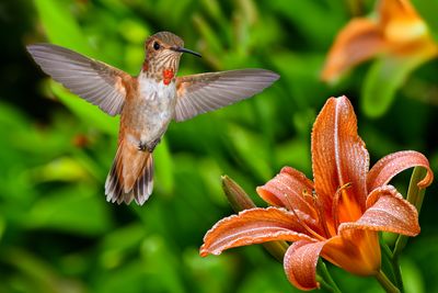 Allen's Hummingbird (adolescent) and Tiger Lilly with Rain Drops.jpg