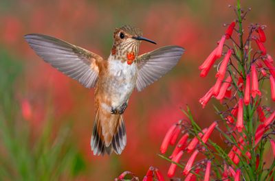 Allen's Hummingbird (adolescent) at Firecracker Pentsemon.jpg