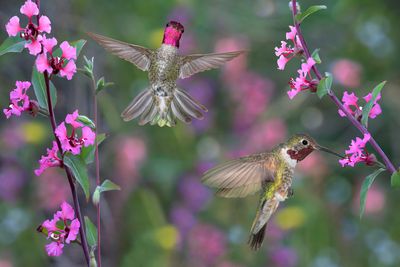 Anna and Broadtail Hummingbirds among Elegant Clarkia (Mountain Garland).jpg
