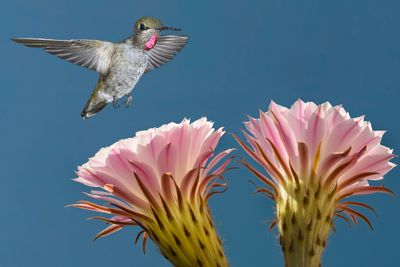 Anna's Hummingbird (adolescent) hovers above Easter Lilly Echinopsis.jpg