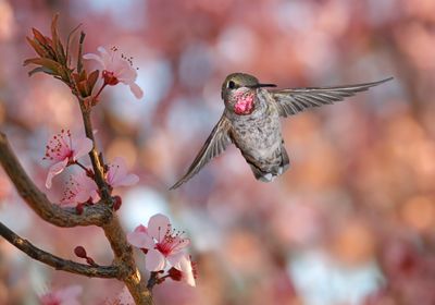 Anna's Hummingbird (adolescent) in flight among Cherry Blossoms.jpg