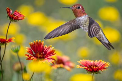 Anna's Hummingbird among Indian Blanket and Desert Marigold.jpg
