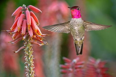 Anna's Hummingbird and Aloe Blossoms.jpg