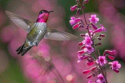 Anna's Hummingbird and Perrys Penstemon.jpg