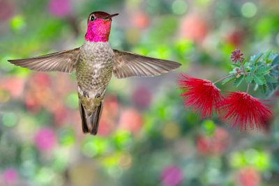 Anna's Hummingbird at Fairy Duster (Calliandra).jpg