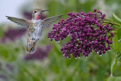 Anna's Hummingbird at Rainy Lilac.jpg