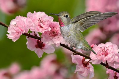 Anna's Hummingbird on Cherry Blossoms branch.jpg