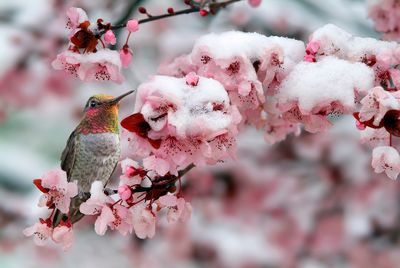 Anna's Hummingbird perched against Snowy Japanese Maple Blossoms.jpg