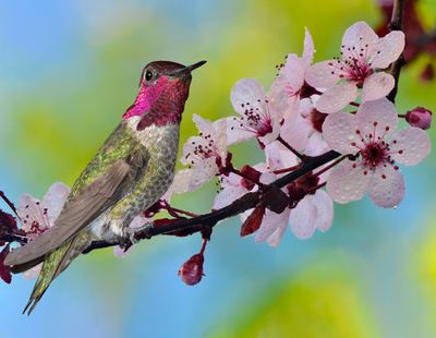 Anna's Hummingbird perches on Cherry Blossom branch.jpg