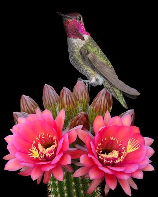 Anna's Hummingbird sits on Echinopsis bud.jpg
