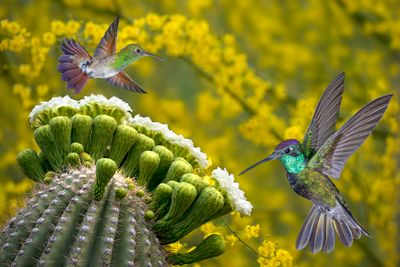 Berylline and Magnificent Hummingbirds dine on Saguaro Blossoms with blossoming Palo Verde backdrop.jpg