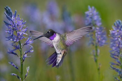 Black Chinned Hummingbird and Camas Lily.jpg