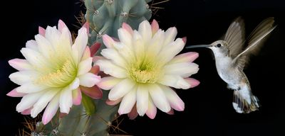 Blackchin Female Hummingbird and Cereus Peruvianus Monstrose Blossoms.jpg