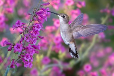 Blackchin Female Hummingbird and Perrys Penstemon.jpg