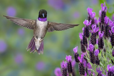 Black-Chinned Hummingbird hovers at Lavender.jpg