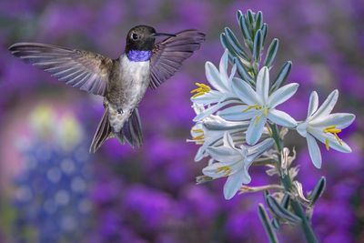 Blackchin Hummingbird at Ajo Lilly with Verbena and Lupine backdrop.jpg