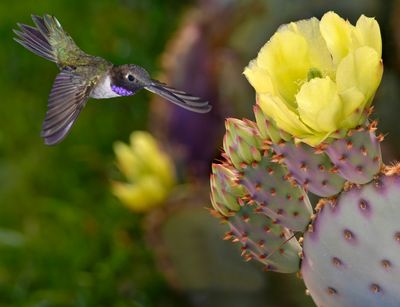 Blackchin Hummingbird swoops in on Santa Rita Prickly Pear.jpg