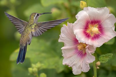 Blue Throated Mountain Gem Female Hummingbird at Hollyhock Blossoms.jpg
