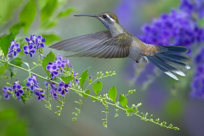 Blue Throated Mountain Gem Hummingbird and Flowering Duranta Vine.jpg