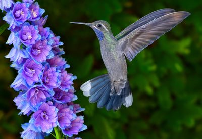 Blue Throated Mountain Gem Hummingbird and Mountain Larkspur with Raindrops.jpg