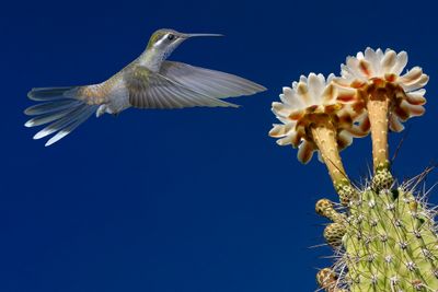 Blue Throated Mountain Gem Hummingbird and Toothpick Cactus Blossoms.jpg