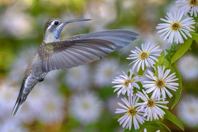 Blue Throated Mountain Gem Hummingbird at American Asters.jpg