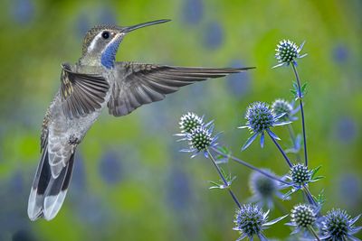 Blue Throated Mountain Gem Hummingbird at Sea Holly (Eryngium) Flowers.jpg