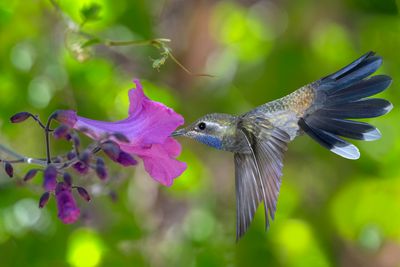 Blue Throated Mountain Gem Hummingbird drinking Purple Trumpet Vine nectar.jpg