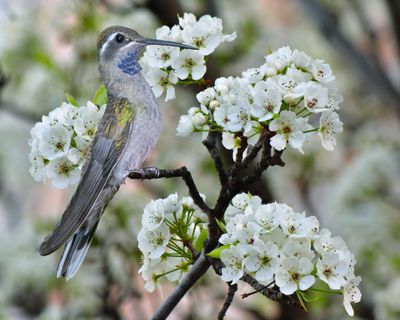 Blue Throated Mountain Gem Hummingbird perched among Chinese Pear Blossoms.jpg