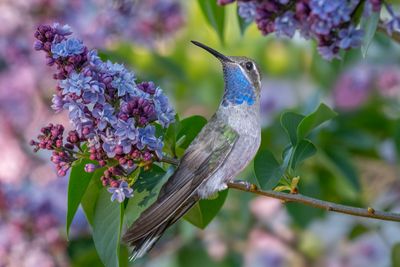 Blue Throated Mountain Gem Hummingbird perched on Lilac branch.jpg