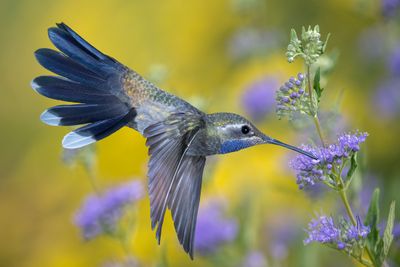 Blue Throated Mountain Gem Hummingbird sampling Monks Pepper nectar.jpg