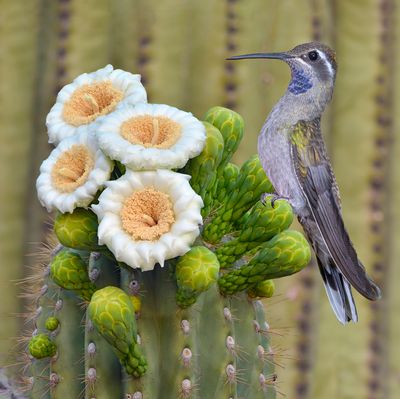 Blue Throated Mountain Gem Hummingbird sits on Saguaro Bud.jpg