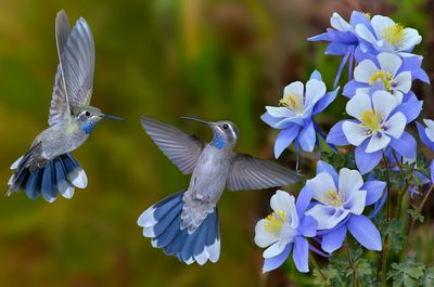Blue Throated Mountain Gem Hummingbirds battle over Columbine ownership.jpg