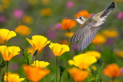 Broadbill Female Hummingbird among Mexican Gold Poppies.jpg