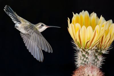 Broadbill Female Hummingbird and Dasycanthus Hedgehog Cactus.jpg