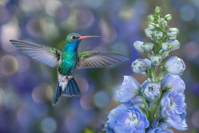 Broadbill Hummingbird and Candle Larkspur.jpg