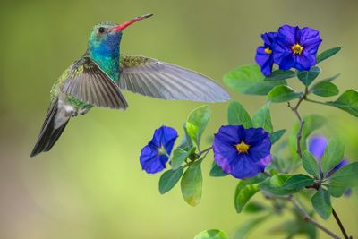 Broadbill Hummingbird and Paraguay Nightshade.jpg