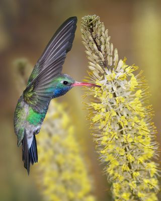Broadbill Hummingbird and Prince's Plumes.jpg