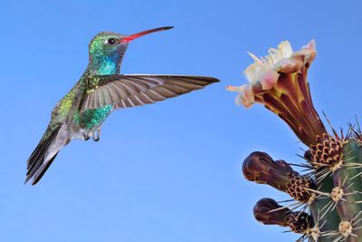 Broadbill Hummingbird and Stenocereus Blossom.jpg