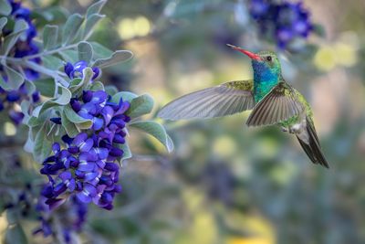 Broadbill Hummingbird and Texas Mountain Laurel.jpg