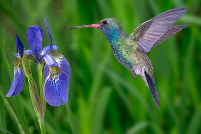 Broadbill Hummingbird and Wild Iris.jpg