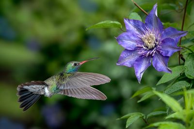 Broadbill Hummingbird at Clematis Blossom.jpg