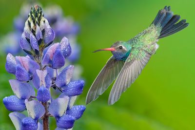 Broadbill Hummingbird at Lupine.jpg